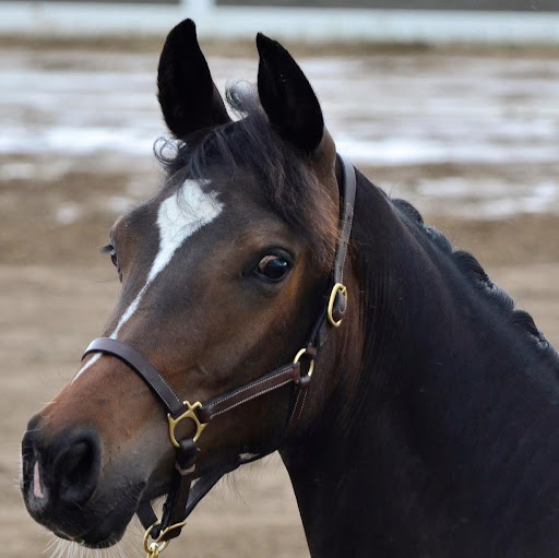 Julie Barringer Photo 5