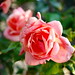 Lorraine Rose Photo 11