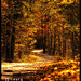 Autumn Craig Photo 11