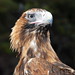 Anna Eagle Photo 13