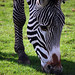 Cheryl Chester Photo 15