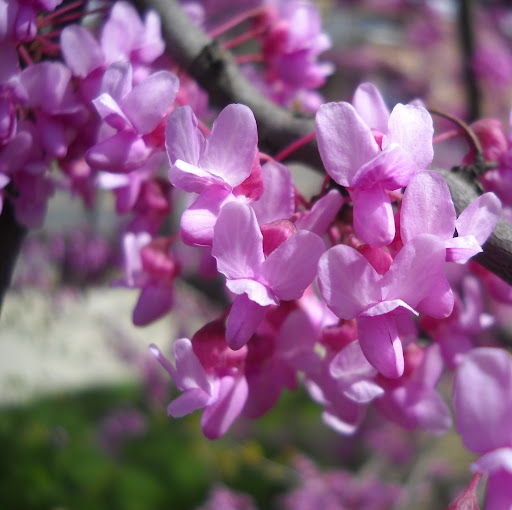 Elizabeth Greenleaf Photo 23