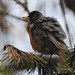 Robin Littleton Photo 18