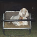 Naomi Hays Photo 11