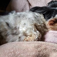 Tracey Gaines Photo 15