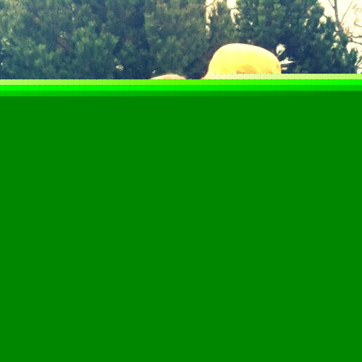 Dana Kaufman Photo 19