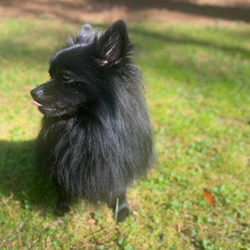 Ronald Pitt Photo 20