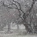 Tammy Snow Photo 30