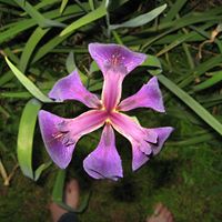 Laurel Jacobs Photo 11