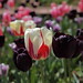Julie Mcmillan Photo 43