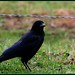 Janice Crow Photo 21