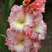 Tracy Flowers Photo 19