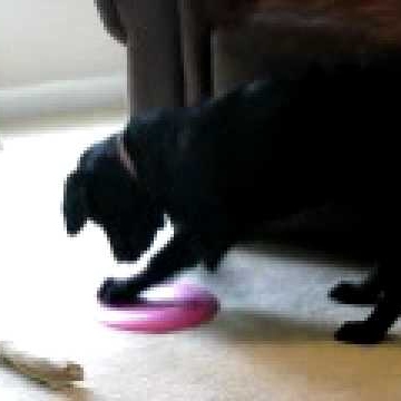 Pamela Hopkins Photo 23