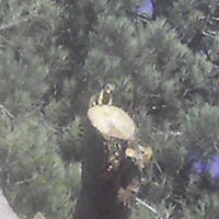 Michelle Dingman Photo 7