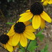Susan Groff Photo 15
