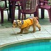 Bonnie Strayer Photo 8