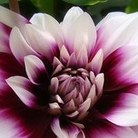 Cathy Murry Photo 6