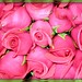 Iva Rose Photo 14