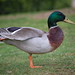 Rachel Mallard Photo 18