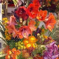 Nancy Mcdermott Photo 15