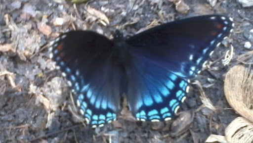 Andrea Bell Photo 24