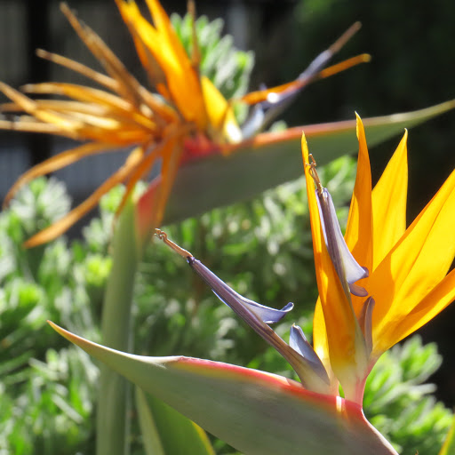 Suzanne Curtis Photo 19