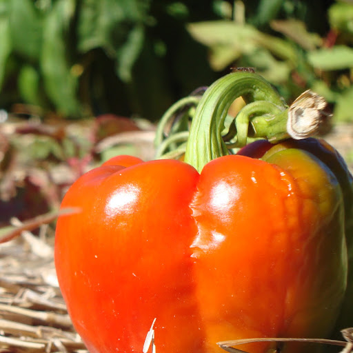 Melissa Arrowood Photo 5