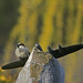 Ronald Spence Photo 20