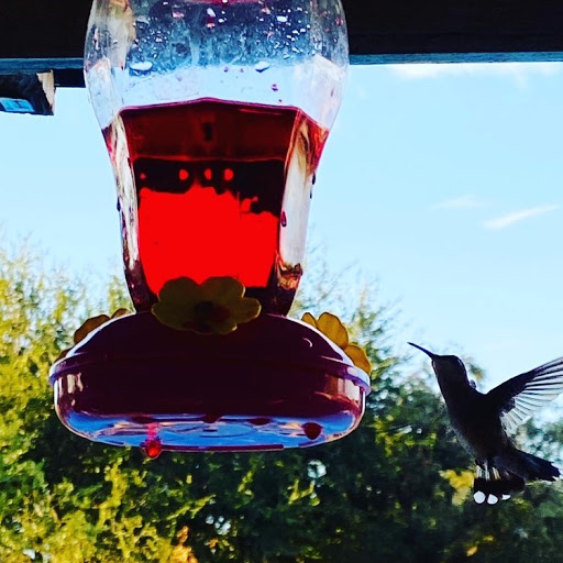 Nancy Michel Photo 7