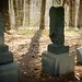 William Stepp Photo 11