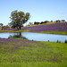 Jane Whitten Photo 23