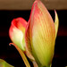 Joseph Bloom Photo 35