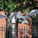 Charles Bird Photo 12