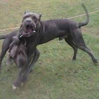 Arthur Cain Photo 13 Arthur Cain Photo 13