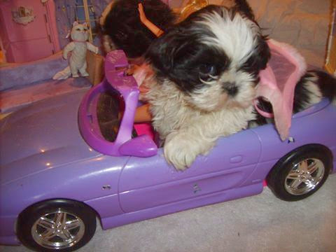 Paulina Gonzalez Photo 12