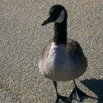 Richard Blankenship Photo 7