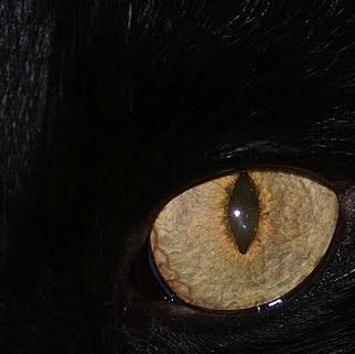 Tracey Frederick Photo 19