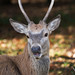 Autumn Buck Photo 17