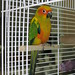 Ollie Green Photo 31