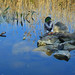 Stephanie Bourgeois Photo 44