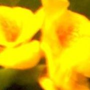 Connie Hodges Photo 25