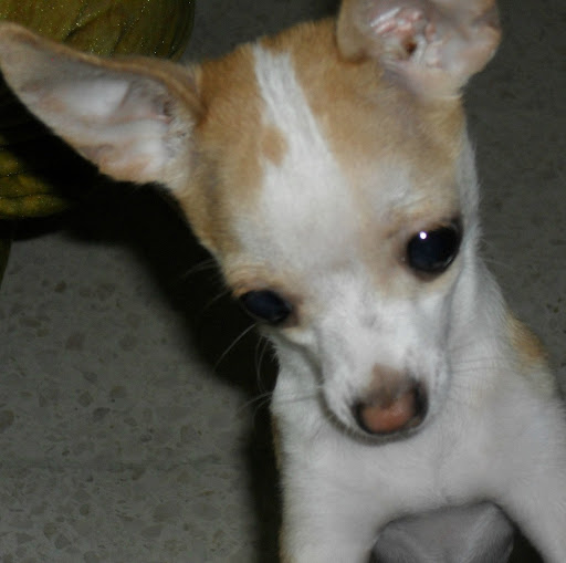 Reinaldo Gonzalez Photo 11