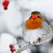 Robin Berry Photo 6