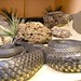 Susan Chappell Photo 8