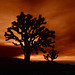 Joshua Masters Photo 44