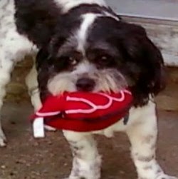 Thomas Dykes Photo 20