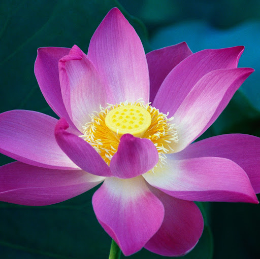 Jayne Tyler Photo 12