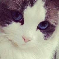 Debbie Morgen Photo 2