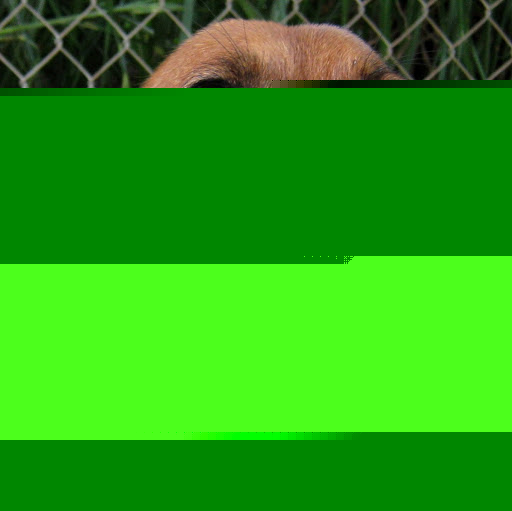 Robert Griffin Photo 63