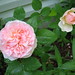 Evelyn Rose Photo 14